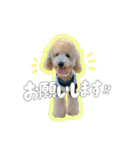 トイプードルのサンゴ（個別スタンプ：12）