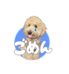 トイプードルのサンゴ（個別スタンプ：13）