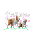 トイプードルのサンゴ（個別スタンプ：14）