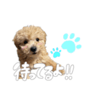 トイプードルのサンゴ（個別スタンプ：15）