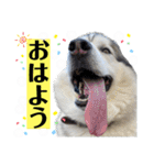 毎日使えるシベリアンハスキースタンプ（個別スタンプ：1）