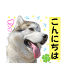 毎日使えるシベリアンハスキースタンプ（個別スタンプ：2）