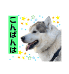 毎日使えるシベリアンハスキースタンプ（個別スタンプ：3）