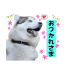 毎日使えるシベリアンハスキースタンプ（個別スタンプ：5）