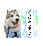 毎日使えるシベリアンハスキースタンプ（個別スタンプ：7）