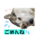 毎日使えるシベリアンハスキースタンプ（個別スタンプ：8）