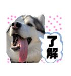毎日使えるシベリアンハスキースタンプ（個別スタンプ：11）