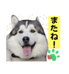 毎日使えるシベリアンハスキースタンプ（個別スタンプ：15）