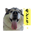 毎日使えるシベリアンハスキースタンプ（個別スタンプ：16）