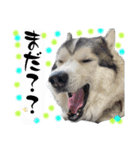 毎日使えるシベリアンハスキースタンプ（個別スタンプ：19）