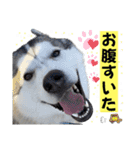 毎日使えるシベリアンハスキースタンプ（個別スタンプ：24）