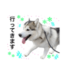 毎日使えるシベリアンハスキースタンプ（個別スタンプ：25）
