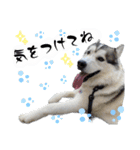 毎日使えるシベリアンハスキースタンプ（個別スタンプ：26）