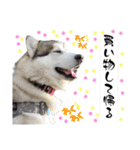 毎日使えるシベリアンハスキースタンプ（個別スタンプ：27）