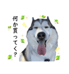 毎日使えるシベリアンハスキースタンプ（個別スタンプ：28）