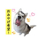 毎日使えるシベリアンハスキースタンプ（個別スタンプ：29）