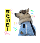 毎日使えるシベリアンハスキースタンプ（個別スタンプ：30）