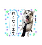 毎日使えるシベリアンハスキースタンプ（個別スタンプ：32）