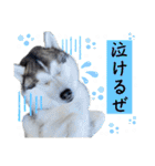毎日使えるシベリアンハスキースタンプ（個別スタンプ：38）