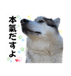 毎日使えるシベリアンハスキースタンプ（個別スタンプ：39）