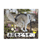 毎日使えるシベリアンハスキースタンプ（個別スタンプ：40）