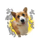 コーギーのカイくんスタンプ（個別スタンプ：1）