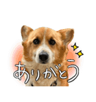 コーギーのカイくんスタンプ（個別スタンプ：2）