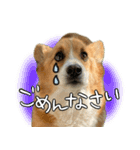 コーギーのカイくんスタンプ（個別スタンプ：3）