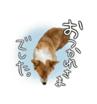 コーギーのカイくんスタンプ（個別スタンプ：4）