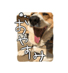 コーギーのカイくんスタンプ（個別スタンプ：6）