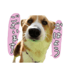 コーギーのカイくんスタンプ（個別スタンプ：7）