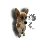 コーギーのカイくんスタンプ（個別スタンプ：15）