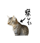 こねこII（個別スタンプ：18）