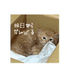 Aのすたんぷ。（個別スタンプ：1）