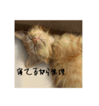 Aのすたんぷ。（個別スタンプ：5）