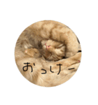 Aのすたんぷ。（個別スタンプ：14）