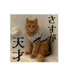 Aのすたんぷ。（個別スタンプ：16）