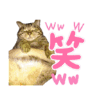 ねこのとらじ（個別スタンプ：1）