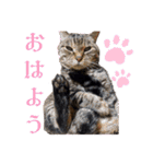ねこのとらじ（個別スタンプ：3）