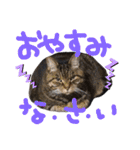 ねこのとらじ（個別スタンプ：4）