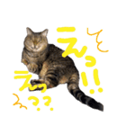 ねこのとらじ（個別スタンプ：8）