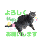 ねこのとらじ（個別スタンプ：9）