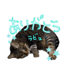 ねこのとらじ（個別スタンプ：10）