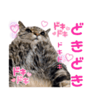 ねこのとらじ（個別スタンプ：11）