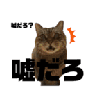 ねこのとらじ（個別スタンプ：12）