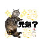 ねこのとらじ（個別スタンプ：13）