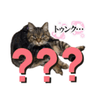 ねこのとらじ（個別スタンプ：14）
