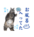 ねこのとらじ（個別スタンプ：15）