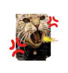 ねこのとらじ（個別スタンプ：16）