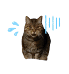 ねこのとらじ（個別スタンプ：17）